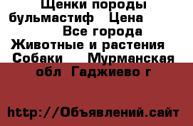 Щенки породы бульмастиф › Цена ­ 25 000 - Все города Животные и растения » Собаки   . Мурманская обл.,Гаджиево г.